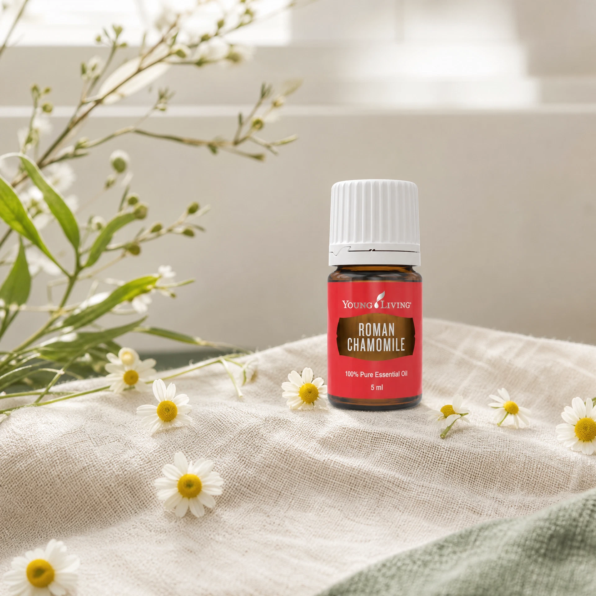 Roman Chamomile 羅馬洋甘菊 product presentation